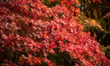 Autumn Activities in Llandudno: A Seasonal Adventure